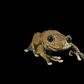 amphibian-01-714