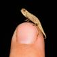 najmniejszy kameleon
