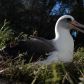 najstarszy-ptak-swiata-samica-albatrosa-o-imieniu-wisdom
