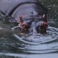 hipopotamy-w-kolumbii