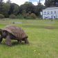 Jonathan to najstarszy żółw na świecie. Urodził się przed wynalezieniem żarówki