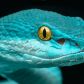 Węże świetnie przystosowały się do warunków panujących na Ziemi. Czy żyjemy w erze węży? (fot. Getty Images)