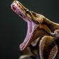 Nie chodzi tylko o rozmiar: wiadomo już, dlaczego węże potrafią połknąć ofiarę znacznie większą od siebie (fot. Getty Images)