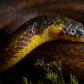 Odkryto trzy nowe gatunki węży żyjących pod ziemią – na cmentarzyskach i w starych kościołach w Andach (fot. Alejandro Arteaga, CC-BY)