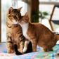 Jak się liczy wiek kota? Przeliczenie lat kocich na ludzkie nie jest skomplikowane. Sprawdź wiek swojego kota (fot. Getty Images)