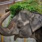 Najsmutniejszy słoń świata nie żyje