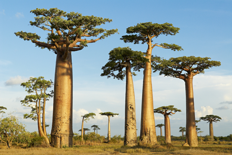 Baobab afrykański