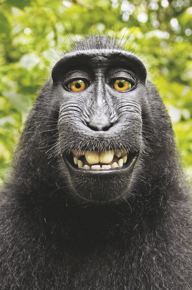 Pamiętasz Słynne Małpie Selfie Cały Gatunek Tej Małpy Jest Zagrożony