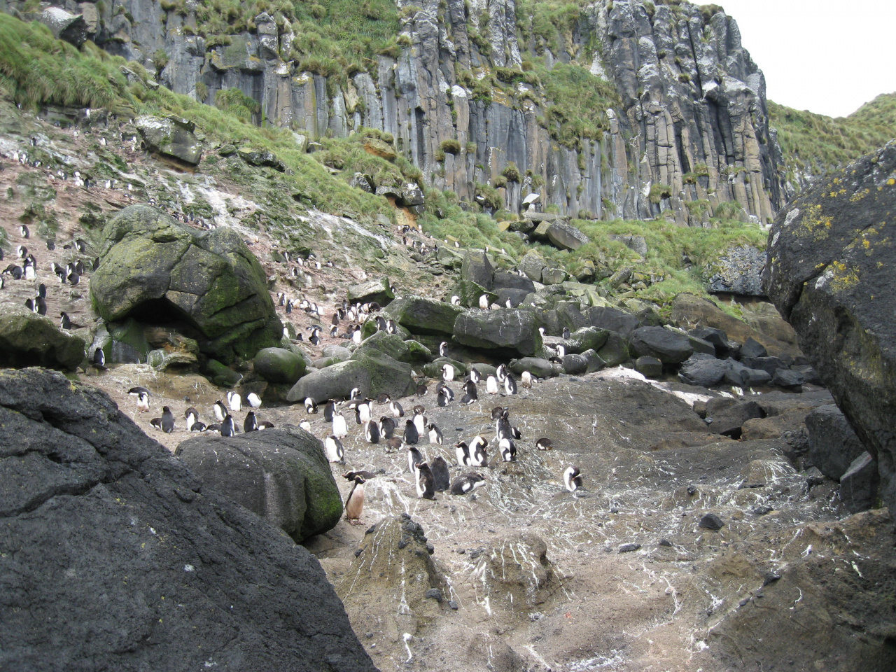 Kolonia pingwinów szczotkoczubych na Wyspach Antypodów