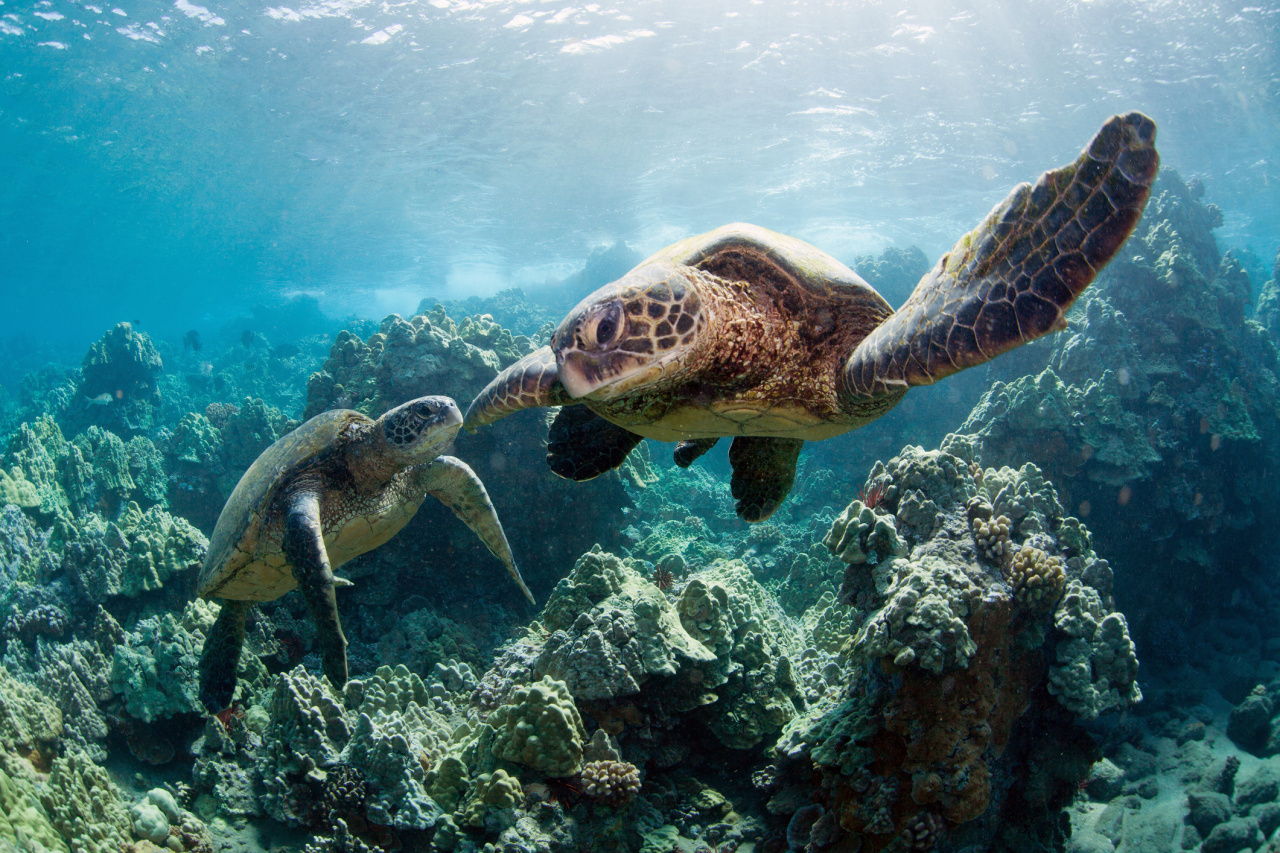 Żółwie morskie na Hawajach