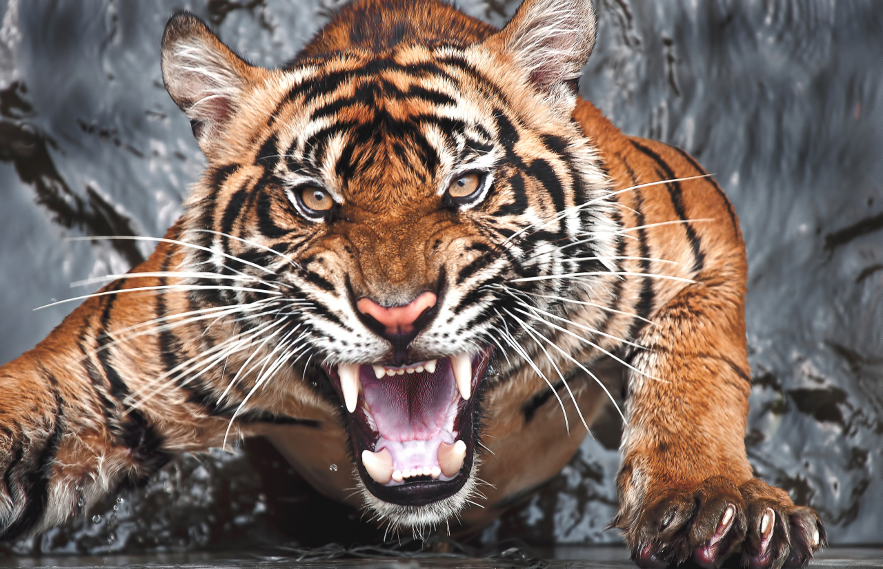 Tygrys w Indonezji