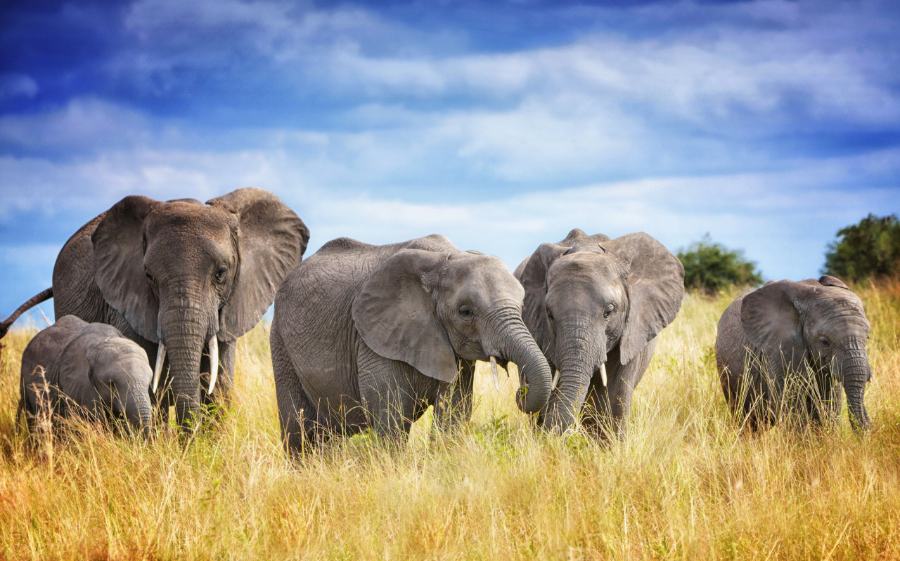 Słonie afrykańskie