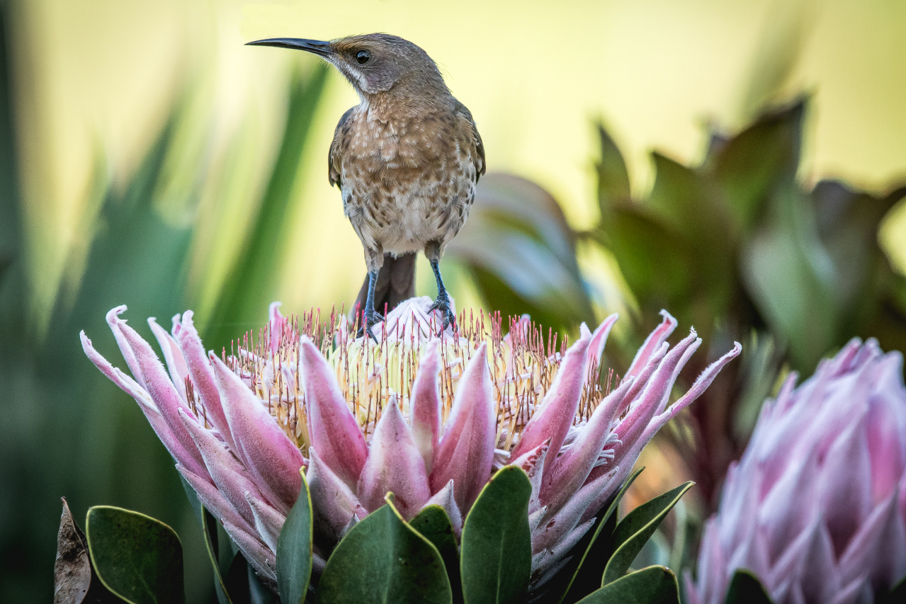 Dwa endemiczne gatunki południa RPA: dudkowiec kafryjski siedzi na kwiatostanie protei królewskiej, fot: Gideon Malherbe/Shutterstock