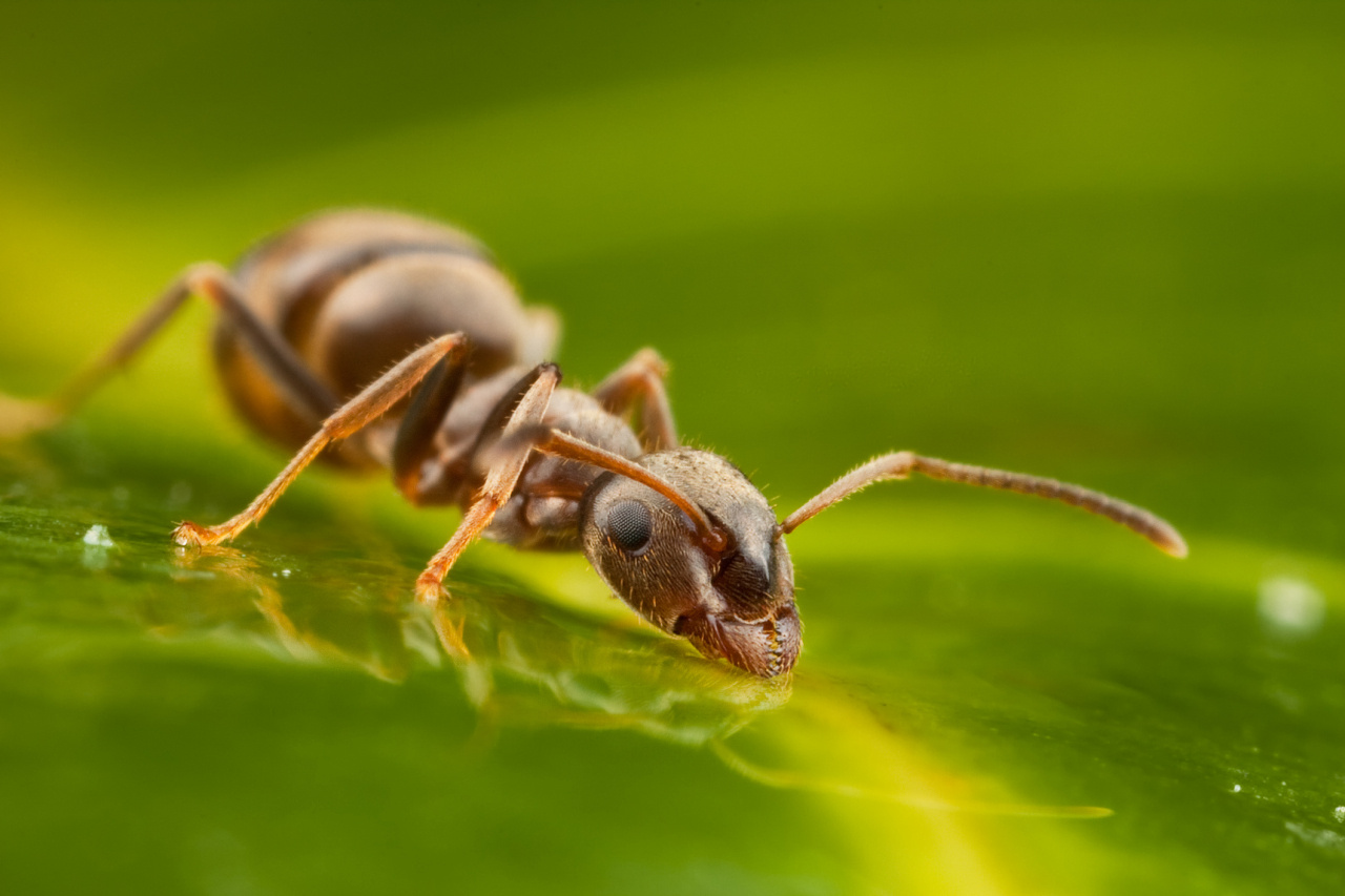 Mrówka pijąca wodę z liścia, fot: Getty Images