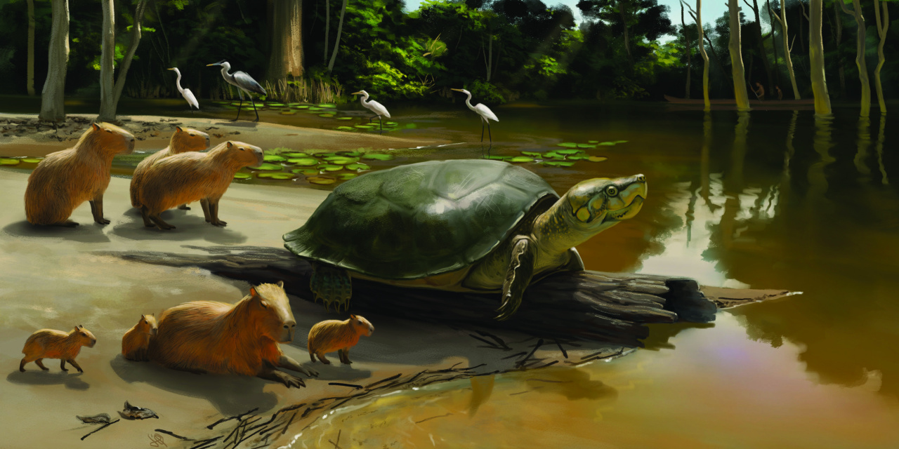 Giant of the Ice Age.  A freshwater turtle fossil about 2 meters long was found