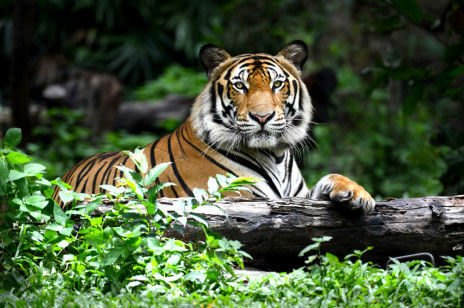 Tygrysy wracają. Jest ich coraz więcej w naturze. Potwierdza to WWF