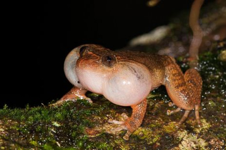 Nocna żaba z Indii zaskoczyła naukowców. Chodzi o pozycję w jakiej uprawia miłość