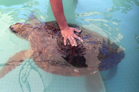 Ten żółw został skatowany bo ludzie chcieli robić sobie z nim zdjęcia. Udało się go ocalić