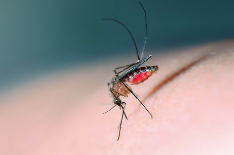 Komary GMO pomagają walczyć z chorobą. Denga w Brazylii w odwrocie