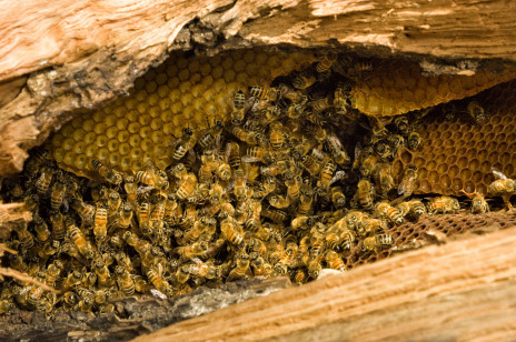 Dobre wiadomości! Pszczoły polubiły barcie w polskich lasach