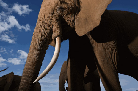 "Ten zakaz jest totalną porażką" - Namibia i Zimbabwe chcą przywrócić handel kością słoniową