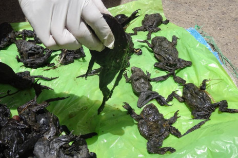 10 tysięcy martwych żab w jeziorze Titicaca. Nikt nie wie czemu masowo umierają