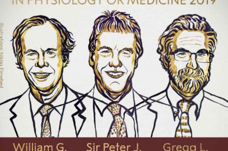 Nobel 2019 z medycyny: laureaci stworzyli nową metodę leczenia anemii i nowotworów