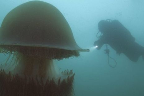 200 kilogramowa meduza atakuje ludzi koktajlem 200 toksyn