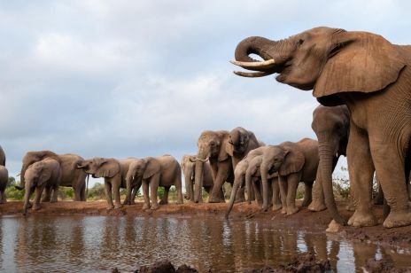 Odwodnienie, toksyny, nieznany wirus. Co stoi za śmiercią setek słoni w Botswanie?