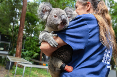 Kolejne złe wieści dla zagrożonych koali. Wykryto u nich wirus podobny do HIV