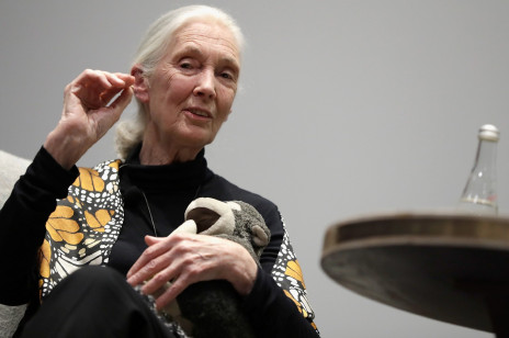 Jane Goodall w ostrych słowach o pandemii. „Sprowadziliśmy ją przez brak szacunku dla świata przyrody”
