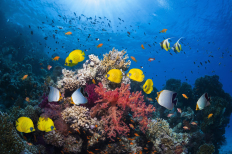 Część koralowców potrafi przystosować się do cieplejszej wody w oceanach. To za mało, żeby przetrwać kilkaset lat