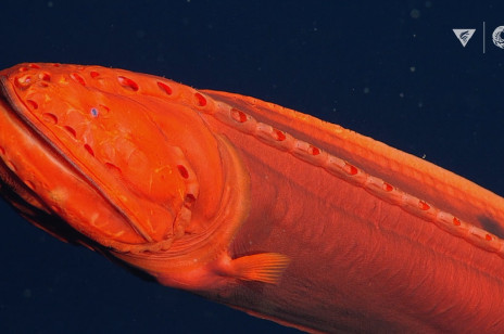 „Zmiennokształtna” ryba zaobserwowana po raz pierwszy od 100 lat. Zauważono ją u wybrzeży Kalifornii