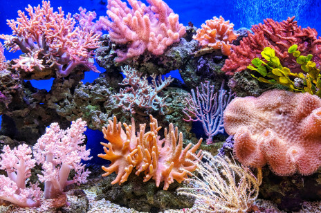 Nagrodzona Noblem metoda pomaga w ratowaniu raf koralowych