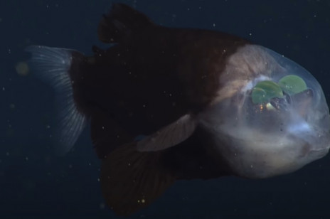 „Kosmiczna ryba” ma przeźroczystą głowę i jeszcze dziwniejsze oczy