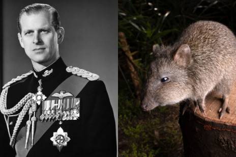 60 lat temu książę Filip nieświadomie uratował najrzadszego torbacza Australii