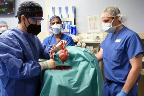 Historyczna transplantacja serca. Lekarze przeszczepili je z genetycznie zmodyfikowanej świni