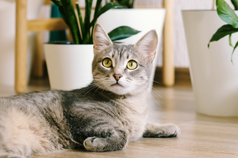 Mózgi udomowionych kotów zmniejszyły się na przestrzeni lat. Czy wpłynęło to na ich inteligencję?