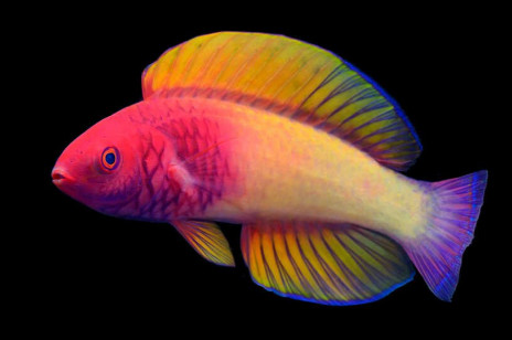 Naukowcy odkryli zadziwiającą „tęczową rybę”. Co to za nowy gatunek?