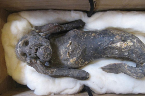 Przerażająca mumia syreny odnaleziona w Japonii. Czy stworzenie było prawdziwe?