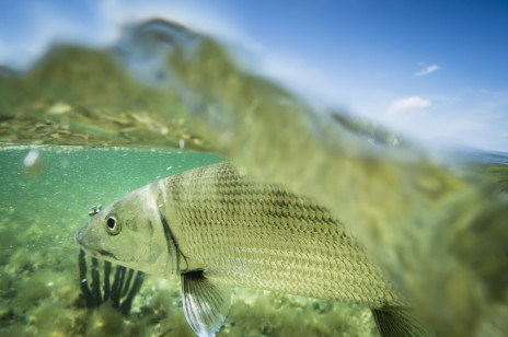 Ryby mają głos! Prawie 1000 gatunków potrafi wydawać dźwięki