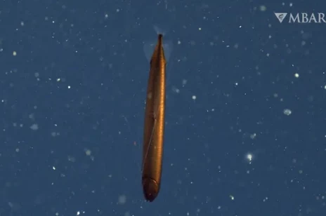 Spektakularne nagranie bardzo rzadkiej ryby głębinowej. Wygląda jak nurkująca torpeda
