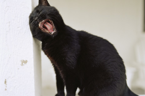 Czarny kot nie wszędzie symbolizuje pecha. Poznaj wierzenia o mocy kotów w różnych kulturach świata