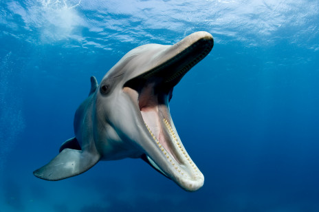 Jak delfiny rozpoznają, że w pobliżu są znajomi? Smakują ich mocz