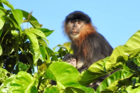 Na Borneo znaleziono tajemniczą małpę. Naukowcy twierdzą, że to bardzo rzadka, przypadkowa hybryda