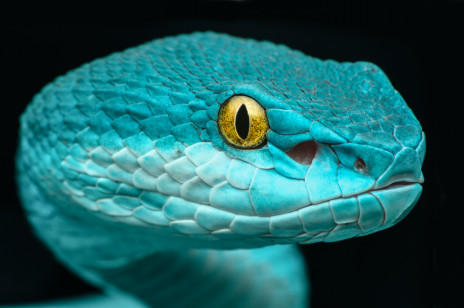 Węże świetnie przystosowały się do warunków panujących na Ziemi. Czy żyjemy w erze węży?