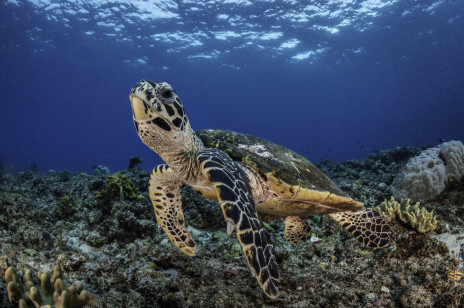 Nowe badania wykazały, że migrujące żółwie morskie nie do końca wiedzą, dokąd płyną