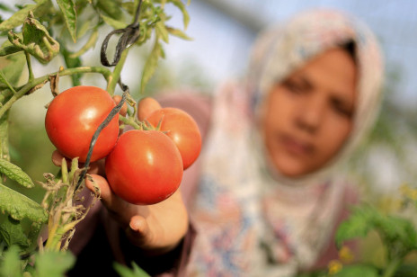 Genetycznie modyfikowane pomidory wyprodukują witaminę D. Czy to koniec problemów z jej niedoborem?