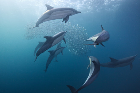 Gangi delfinów. Mroczne oblicze wodnych ssaków