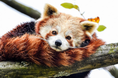 Pandka ruda, panda mała, panda czerwona – co to za zwierzę i czy można je trzymać w domu?